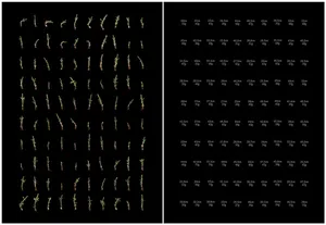 100 Hectares of Understanding artwork