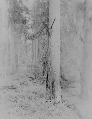 Silver Pine Trees artwork