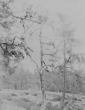 Silver Pine Trees artwork