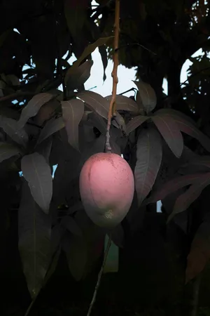 A Derailing Beauty, On Léonard Pongo’s Primordial Earth Series