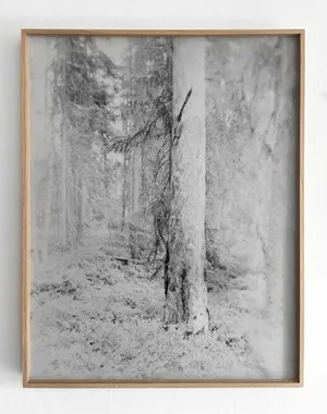 Silver Pine Trees artwork