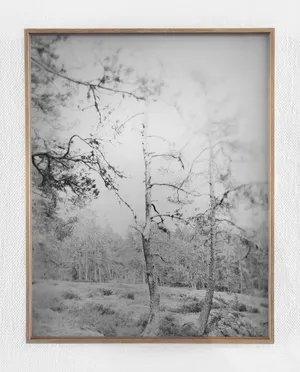 Silver Pine Trees artwork