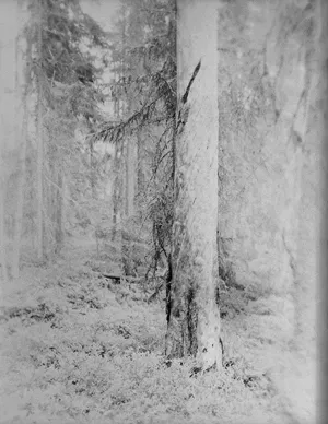 Silver Pine Trees