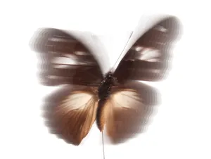 Adaptus artwork