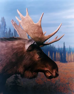 Alberta Crude artwork