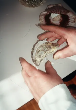 Anatomy of an Oyster artwork