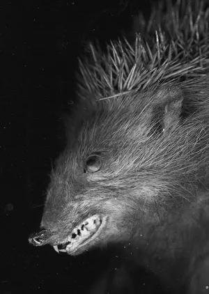 Animalia Variabilis