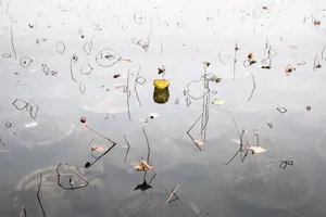 Aquarium artwork