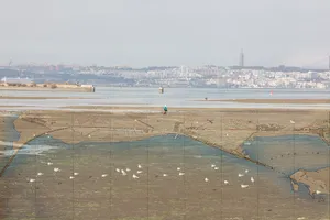 Barreiro in Ecologies artwork