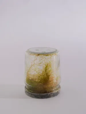 Biodegradable Space artwork