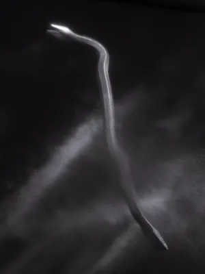 Bones of Graphene, Skin of Kevlar artwork