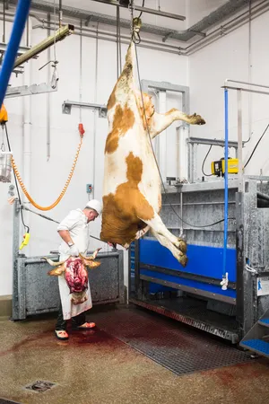 Cow’s Milk artwork