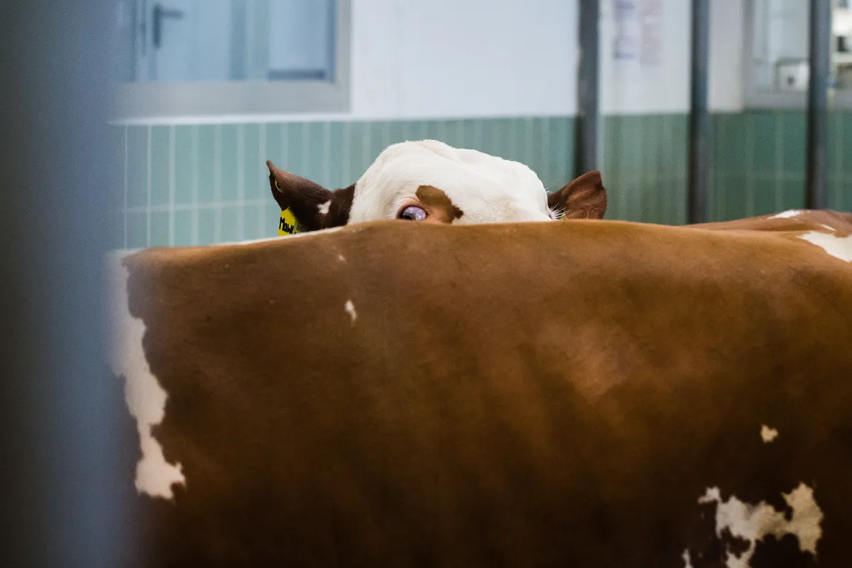 The Assembly #9: Resetting The Cow: Artists reflecting on mankind tailoring nature to its own needs