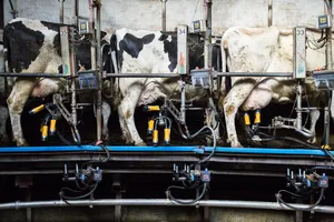 Cow’s Milk