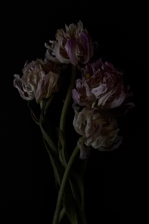 Dead Flowers