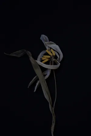 Dead Flowers artwork