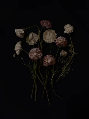 Dead Flowers artwork