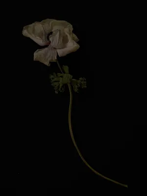 Dead Flowers artwork
