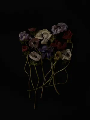 Dead Flowers artwork
