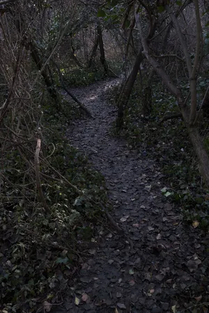 Desire Paths artwork
