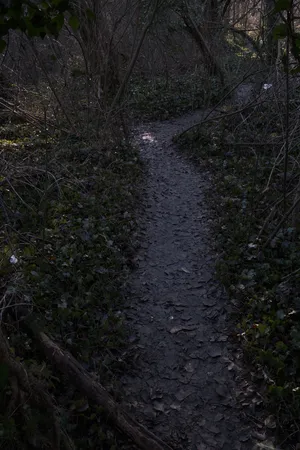 Desire Paths artwork