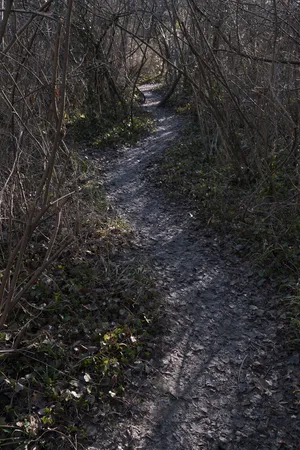 Desire Paths artwork