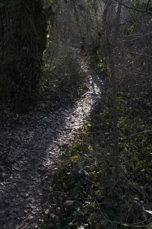 Desire Paths artwork