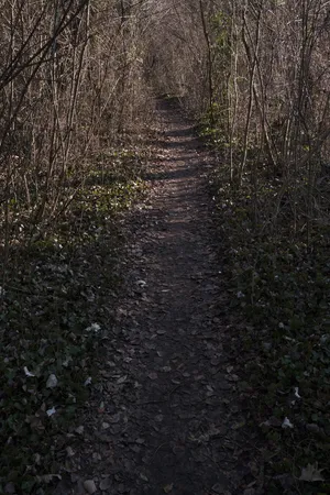 Desire Paths artwork