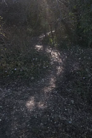 Desire Paths artwork