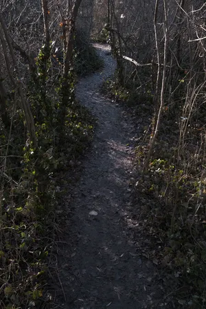 Desire Paths artwork