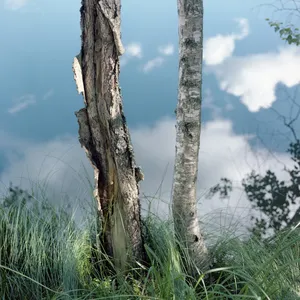 Devil's Lake artwork