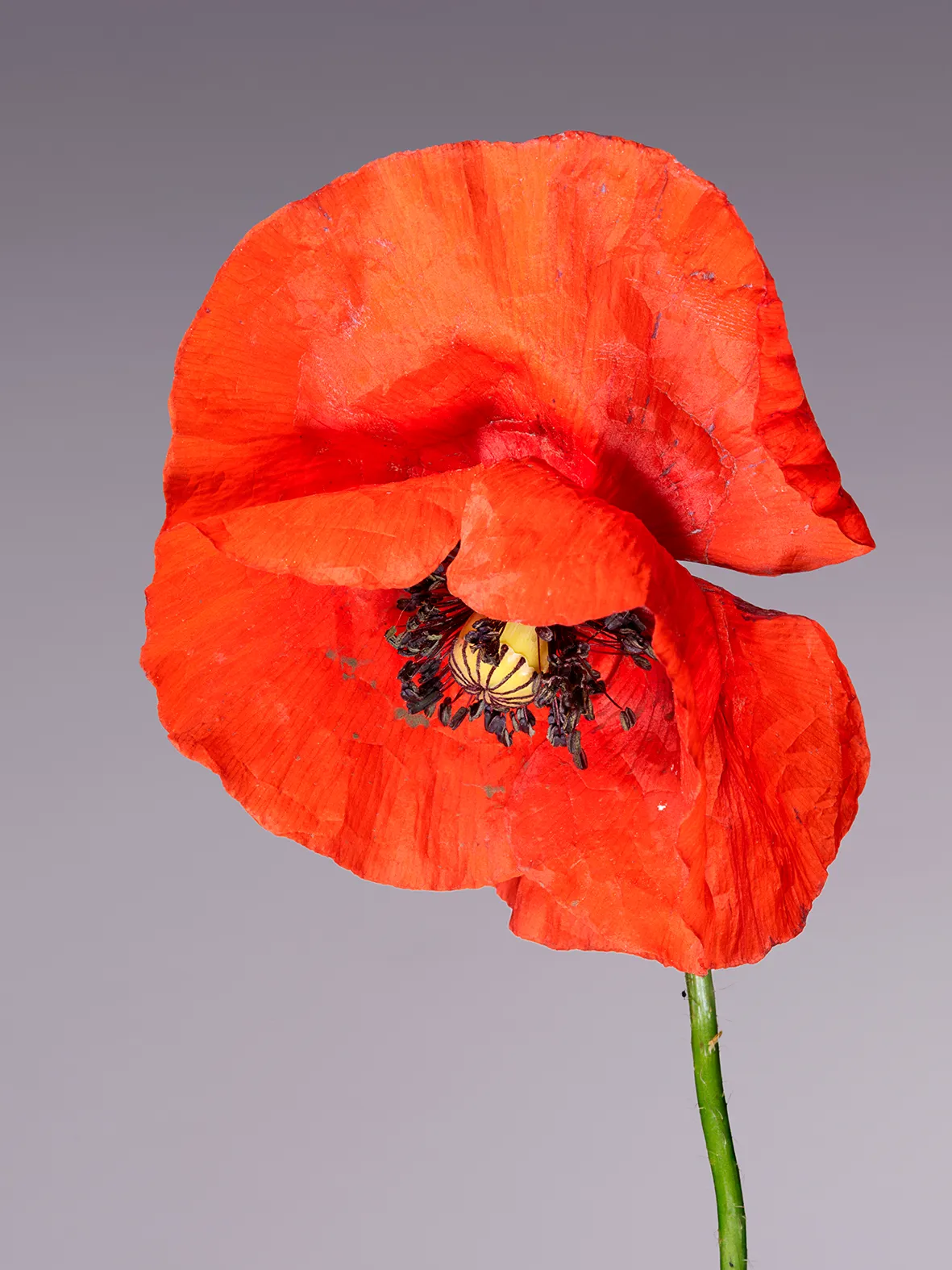Meet the artists nominated by Photo Elysée in 2024