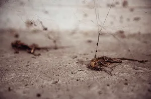 DISPLACEMENT Planinska 7 artwork