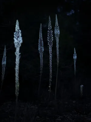 Donde Crecen Las Plantas Salvajes (Where Wild Plants Grow) artwork