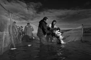 Elegy of Trawling artwork