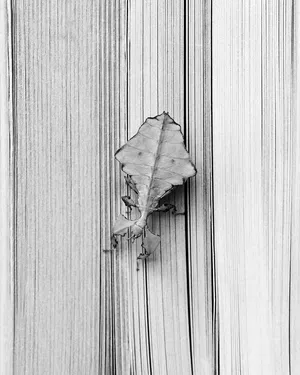Fading Senses artwork