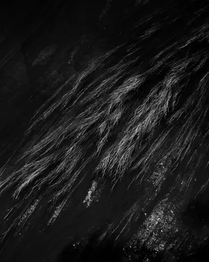 Fading Senses artwork