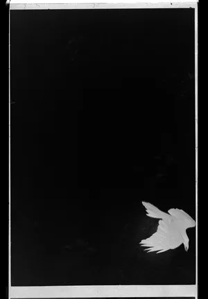 Finding Stenli artwork