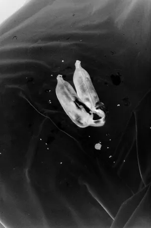 Finding Stenli artwork