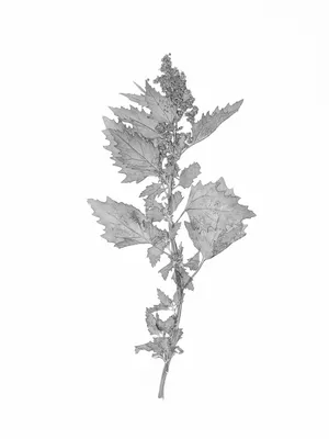 Flora Neocomensis artwork