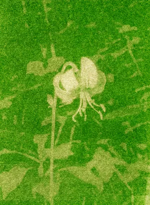 Flora Neocomensis artwork