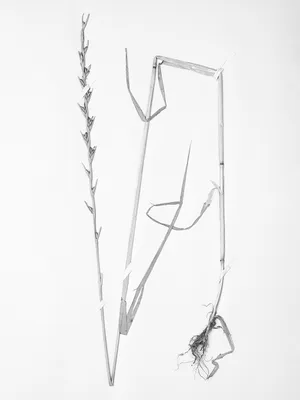 Flora Neocomensis artwork