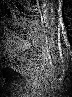 Flora Neocomensis artwork
