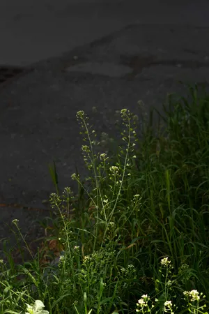 Flowers are giving up artwork