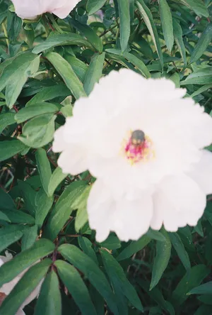 Flowers are not to be picked. Flowers are to be admired artwork