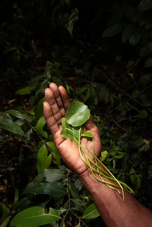 Fourteen leaves and a cup of water artwork