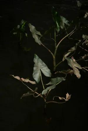 Fourteen leaves and a cup of water artwork