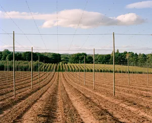 Harvest artwork