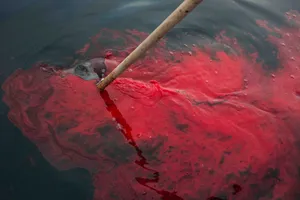 Heart of a Seal artwork
