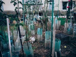 Hidden Garden